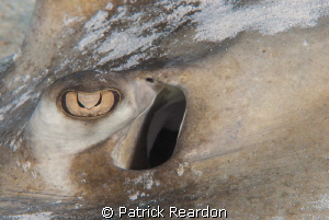 Southern Stingray eye. by Patrick Reardon 